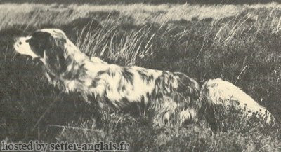 Setter Anglais THE BLUE MAESTRO Setter Anglais THE BLUE MAESTRO